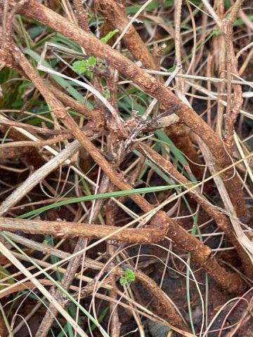 Lippia rehmannii leafless lower stems